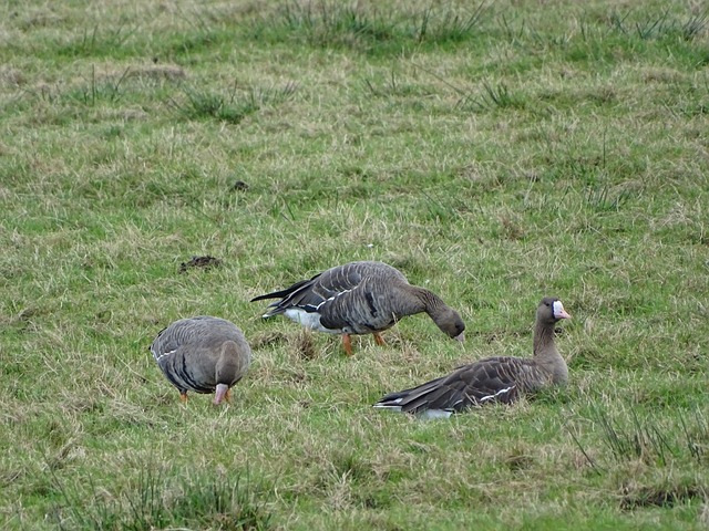 帕尔马斯来 帕尔马斯来
